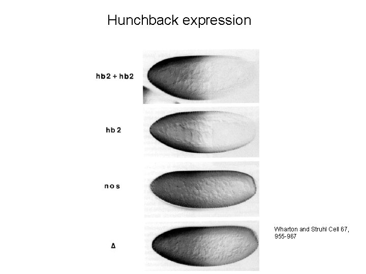 Hunchback expression Wharton and Struhl Cell 67, 955 -967 
