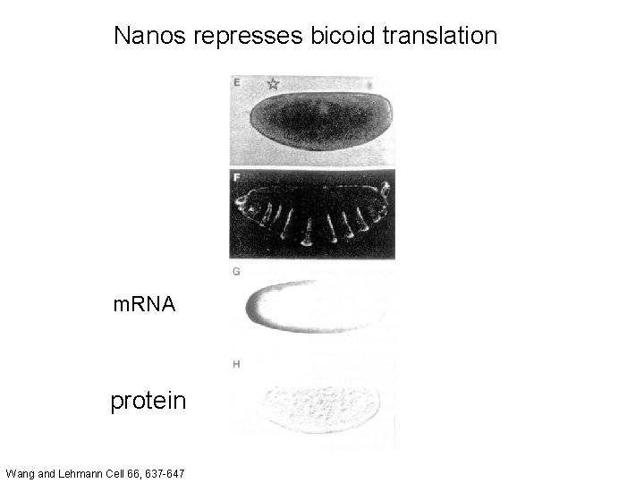 Nanos represses bicoid translation m. RNA protein Wang and Lehmann Cell 66, 637 -647