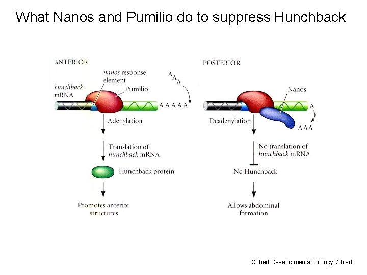 What Nanos and Pumilio do to suppress Hunchback Gilbert Developmental Biology 7 th ed