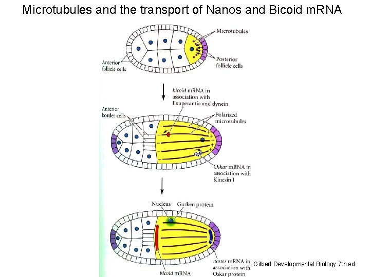 Microtubules and the transport of Nanos and Bicoid m. RNA Gilbert Developmental Biology 7