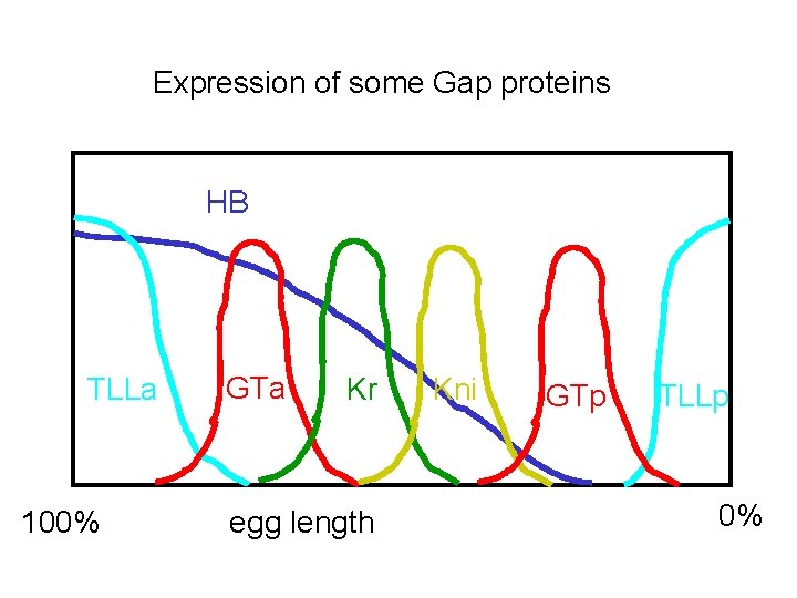 Expression of some Gap proteins HB TLLa 100% GTa Kr egg length Kni GTp
