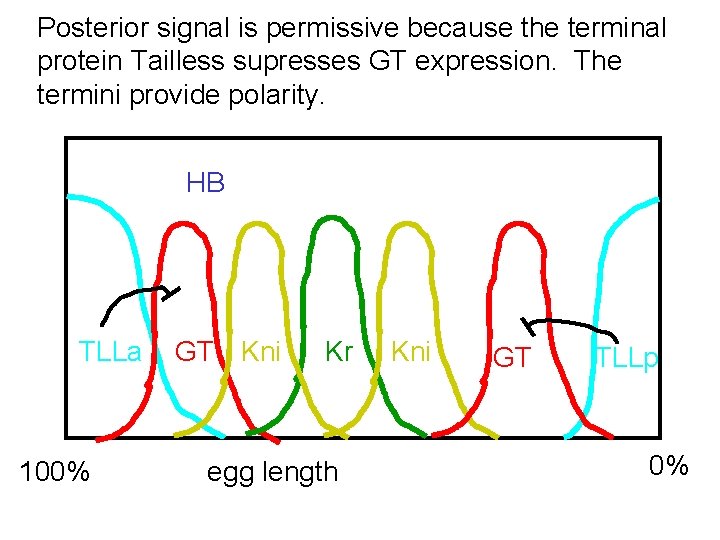 Posterior signal is permissive because the terminal protein Tailless supresses GT expression. The termini
