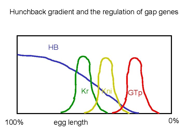 Hunchback gradient and the regulation of gap genes HB Kr 100% egg length Kni