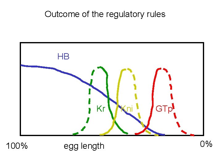 Outcome of the regulatory rules HB Kr 100% egg length Kni GTp 0% 