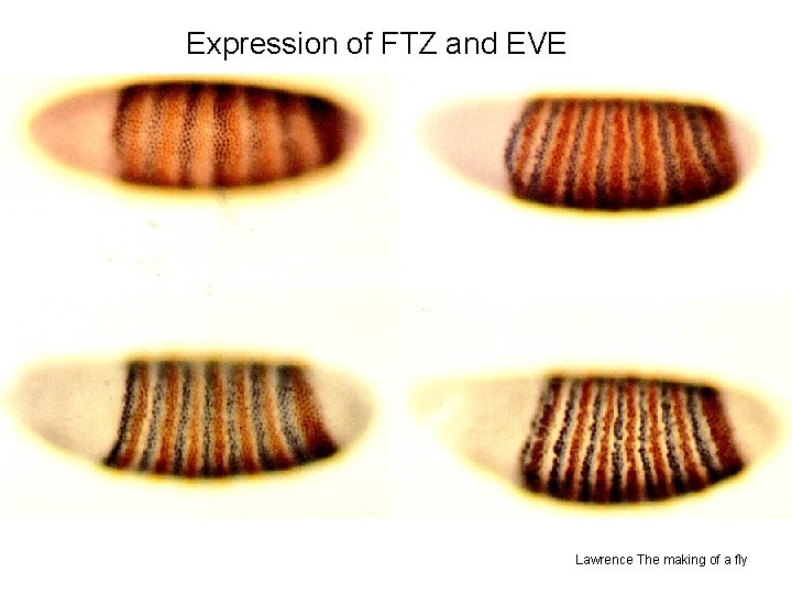 Expression of FTZ and EVE Lawrence The making of a fly 