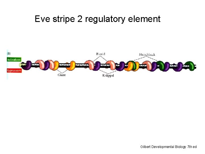 Eve stripe 2 regulatory element Gilbert Developmental Biology 7 th ed 