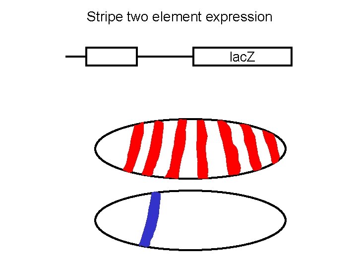Stripe two element expression lac. Z 
