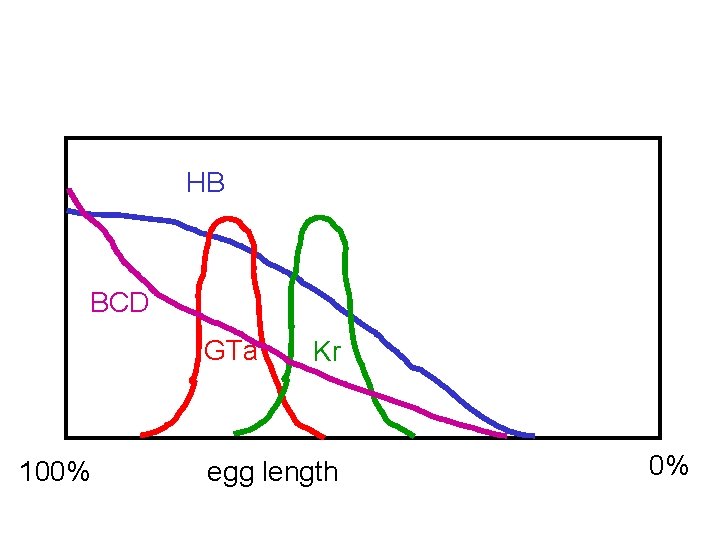 HB BCD GTa 100% Kr egg length 0% 