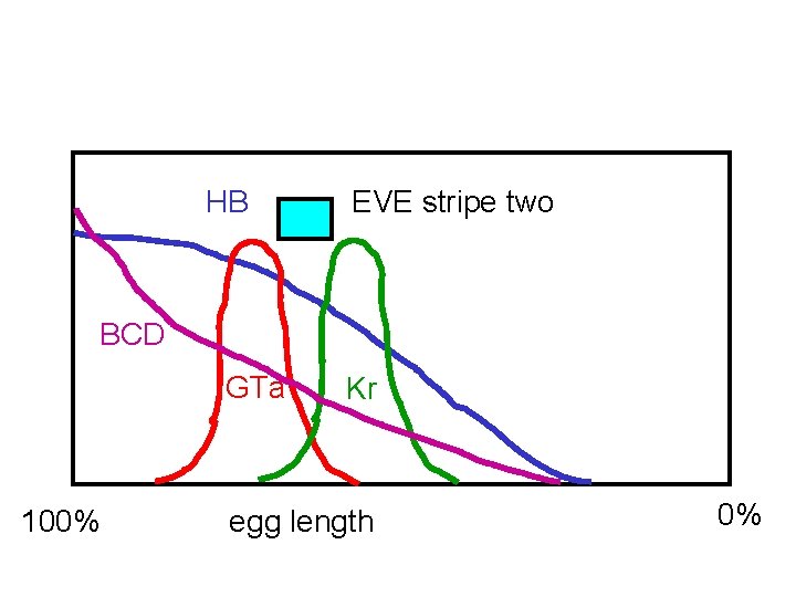 HB EVE stripe two BCD GTa 100% Kr egg length 0% 