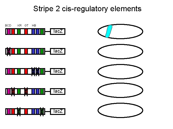 Stripe 2 cis-regulatory elements BCD KR GT HB lac. Z 