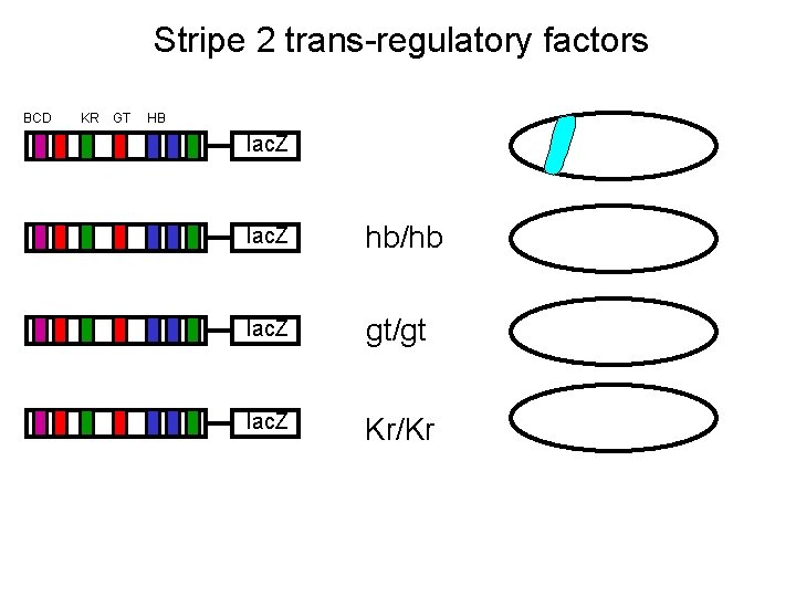 Stripe 2 trans-regulatory factors BCD KR GT HB lac. Z hb/hb lac. Z gt/gt