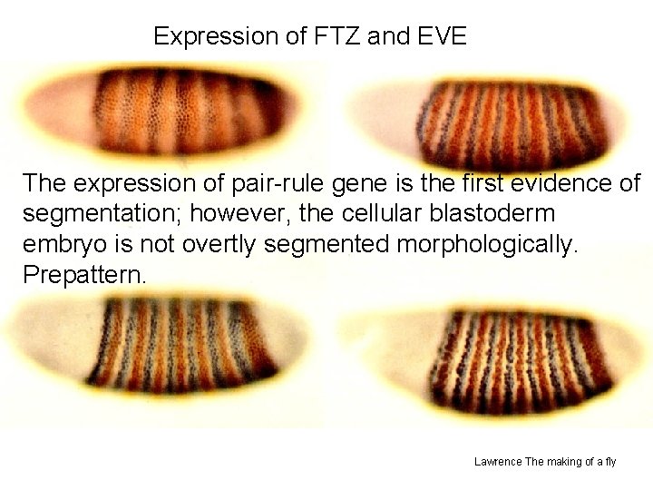 Expression of FTZ and EVE The expression of pair-rule gene is the first evidence