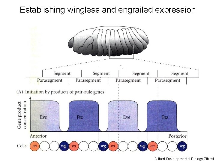 Establishing wingless and engrailed expression Gilbert Developmental Biology 7 th ed 