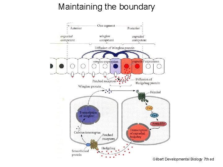 Maintaining the boundary Gilbert Developmental Biology 7 th ed 