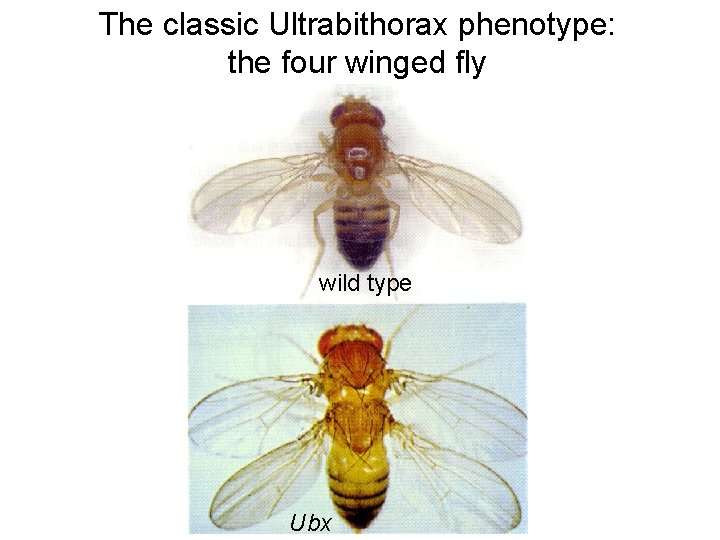 The classic Ultrabithorax phenotype: the four winged fly wild type Ubx 