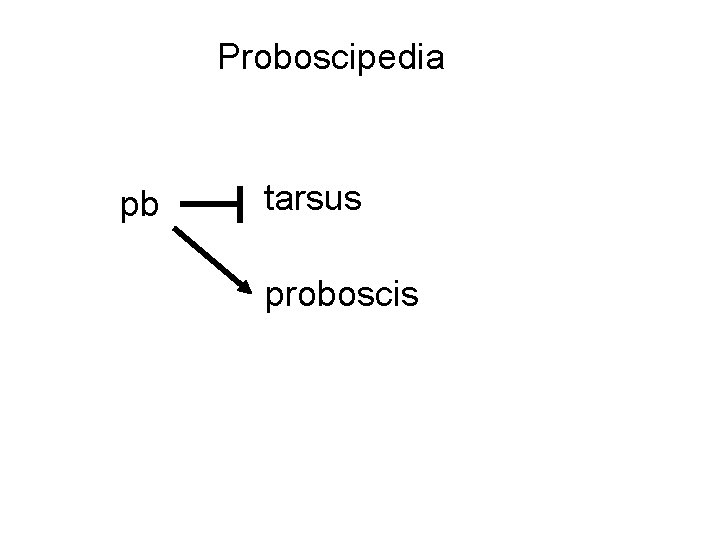 Proboscipedia pb tarsus proboscis 
