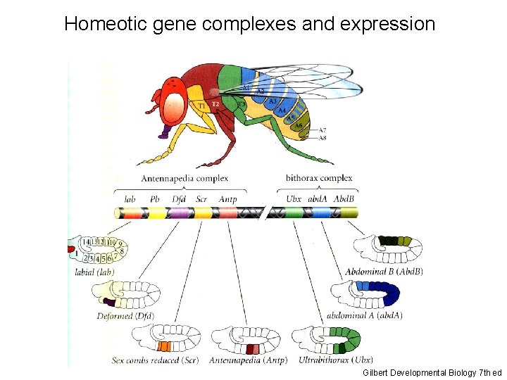 Homeotic gene complexes and expression Gilbert Developmental Biology 7 th ed 