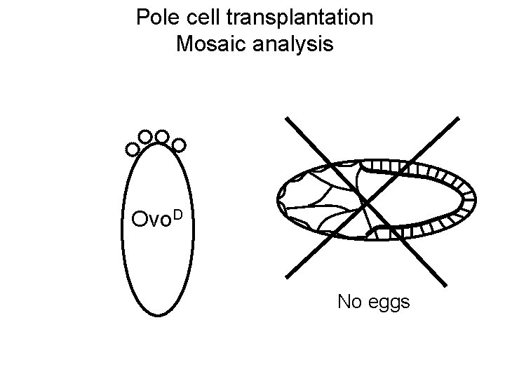 Pole cell transplantation Mosaic analysis Ovo. D No eggs 