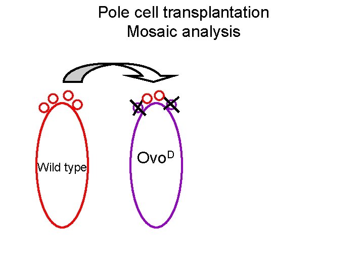 Pole cell transplantation Mosaic analysis Wild type Ovo. D 