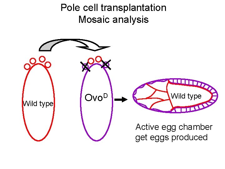 Pole cell transplantation Mosaic analysis Wild type Ovo. D Wild type Active egg chamber
