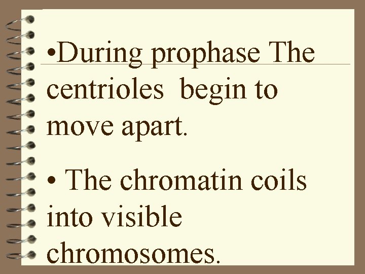  • During prophase The centrioles begin to move apart. • The chromatin coils