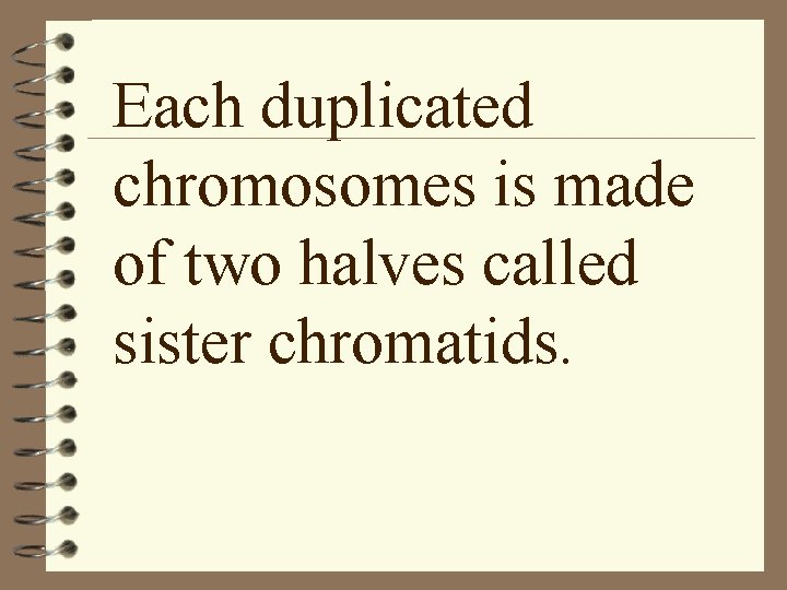 Each duplicated chromosomes is made of two halves called sister chromatids. 