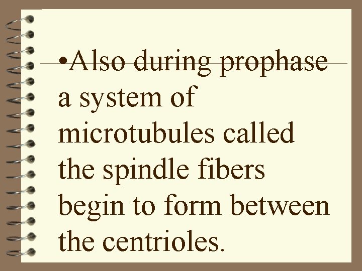  • Also during prophase a system of microtubules called the spindle fibers begin