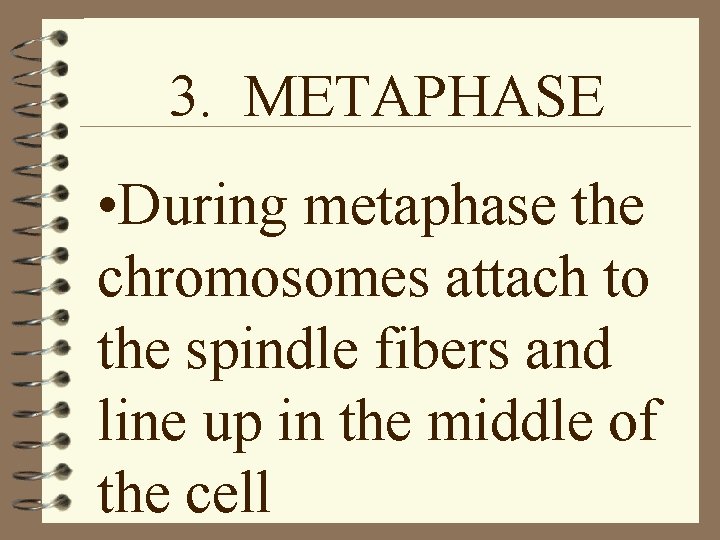3. METAPHASE • During metaphase the chromosomes attach to the spindle fibers and line