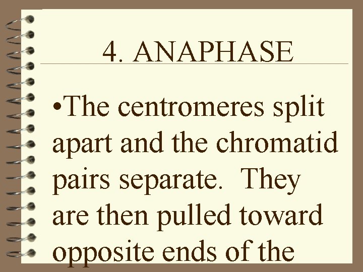 4. ANAPHASE • The centromeres split apart and the chromatid pairs separate. They are