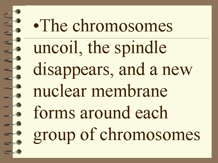  • The chromosomes uncoil, the spindle disappears, and a new nuclear membrane forms