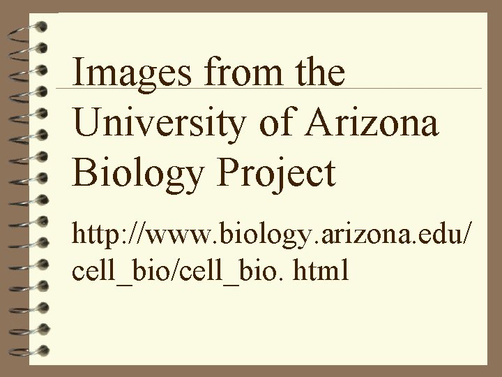 Images from the University of Arizona Biology Project http: //www. biology. arizona. edu/ cell_bio/cell_bio.
