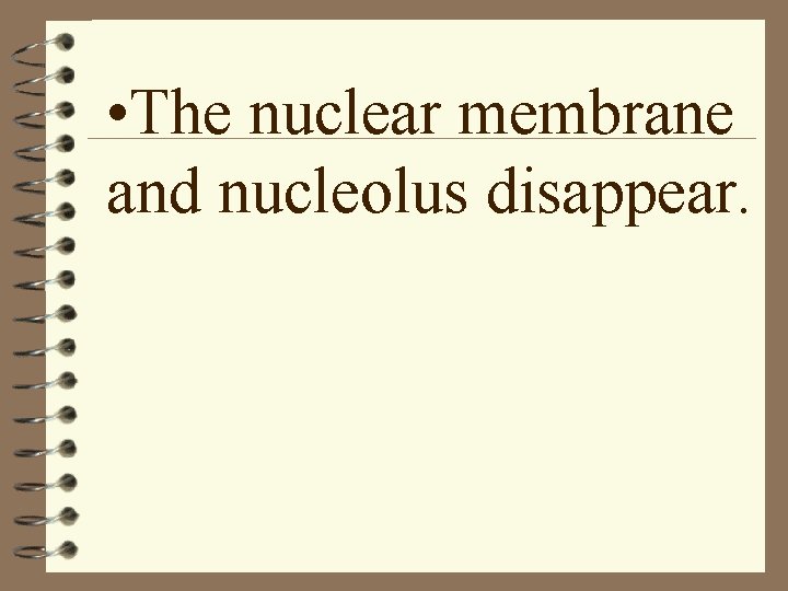  • The nuclear membrane and nucleolus disappear. 
