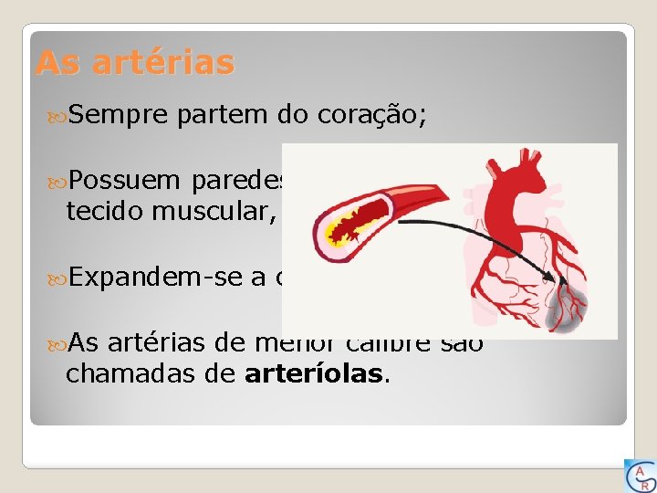 As artérias Sempre partem do coração; Possuem paredes grossas, formadas de tecido muscular, e