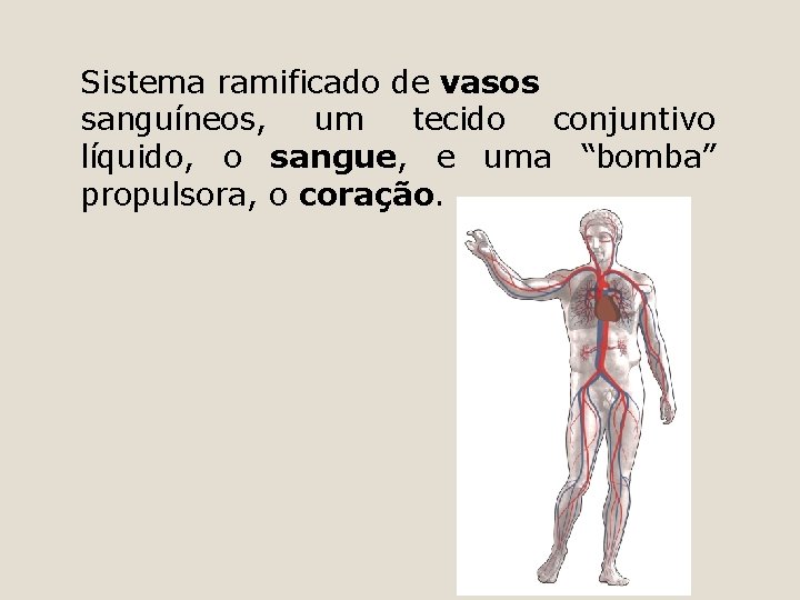Sistema ramificado de vasos sanguíneos, um tecido conjuntivo líquido, o sangue, e uma “bomba”