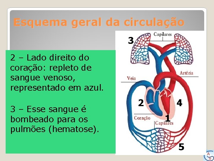 Esquema geral da circulação 3 2 – Lado direito do coração: repleto de sangue