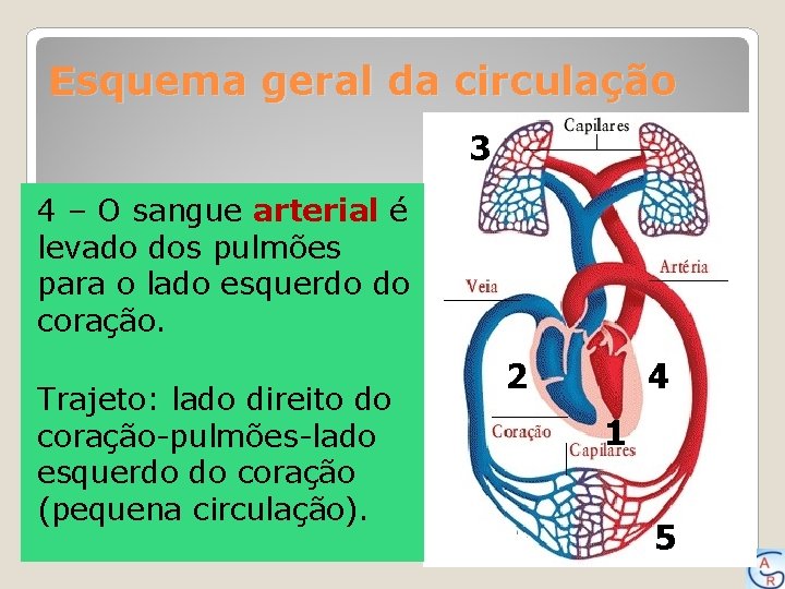 Esquema geral da circulação 3 4 – O sangue arterial é levado dos pulmões