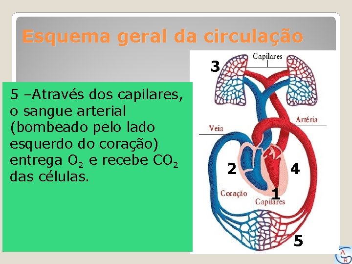 Esquema geral da circulação 3 5 –Através dos capilares, o sangue arterial (bombeado pelo