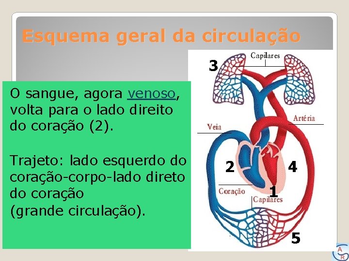 Esquema geral da circulação 3 O sangue, agora venoso, volta para o lado direito