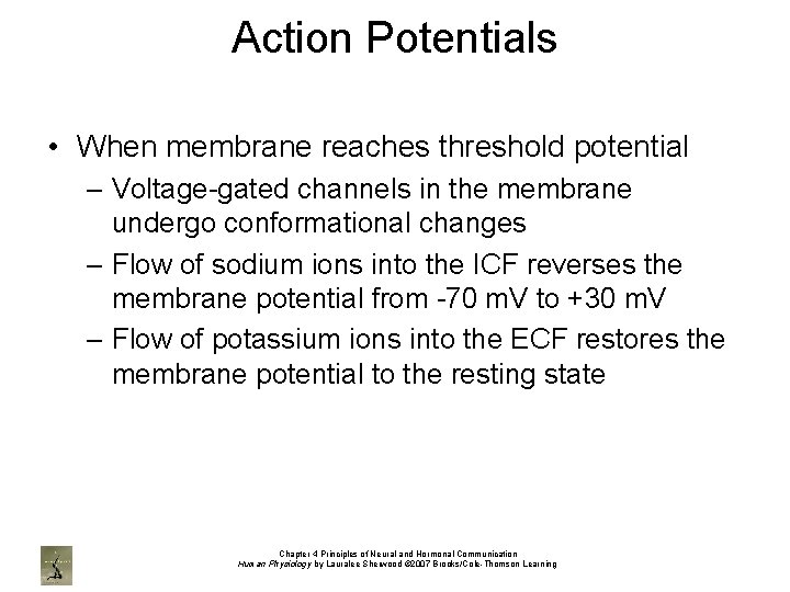 Action Potentials • When membrane reaches threshold potential – Voltage-gated channels in the membrane