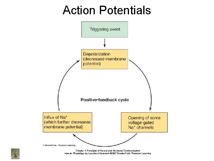 Action Potentials Chapter 4 Principles of Neural and Hormonal Communication Human Physiology by Lauralee