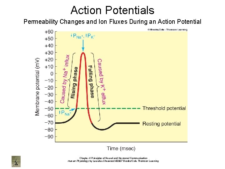 Action Potentials Permeability Changes and Ion Fluxes During an Action Potential Chapter 4 Principles