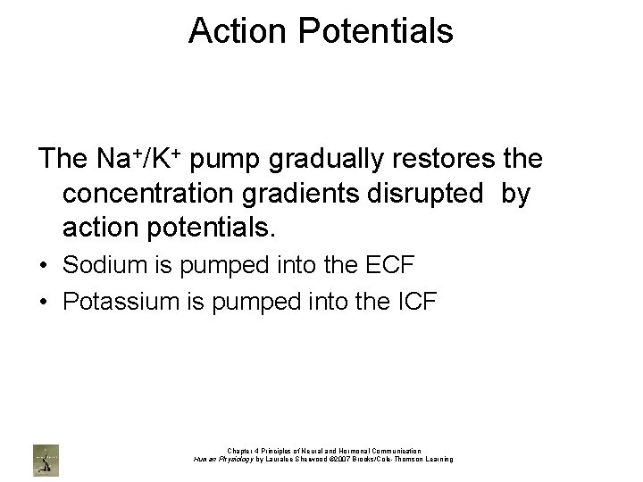 Action Potentials The Na+/K+ pump gradually restores the concentration gradients disrupted by action potentials.