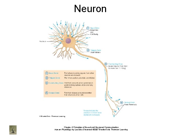 Neuron Chapter 4 Principles of Neural and Hormonal Communication Human Physiology by Lauralee Sherwood