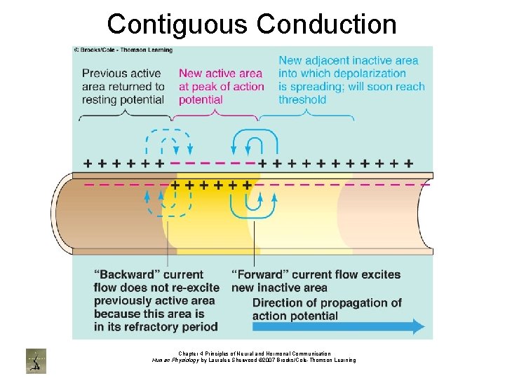 Contiguous Conduction Chapter 4 Principles of Neural and Hormonal Communication Human Physiology by Lauralee