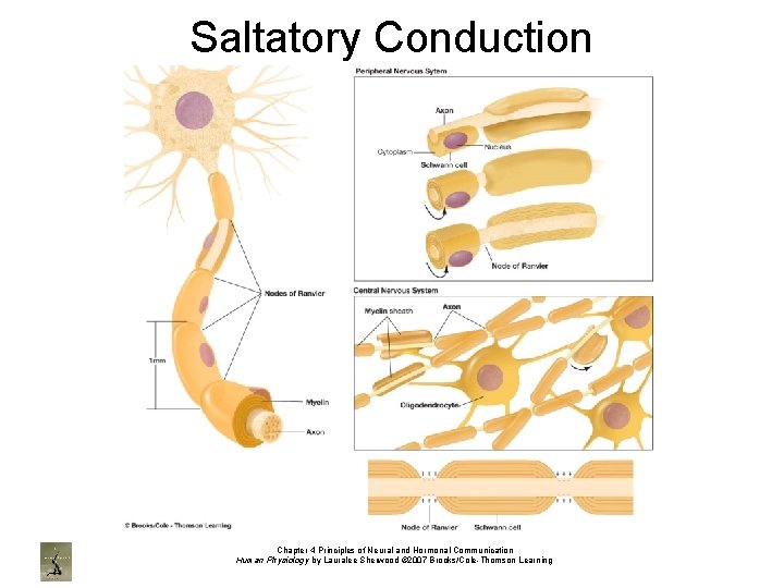 Saltatory Conduction Chapter 4 Principles of Neural and Hormonal Communication Human Physiology by Lauralee