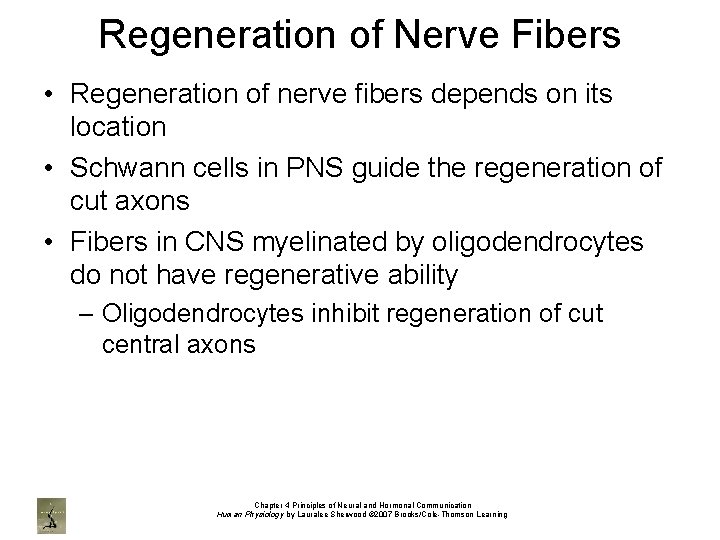 Regeneration of Nerve Fibers • Regeneration of nerve fibers depends on its location •