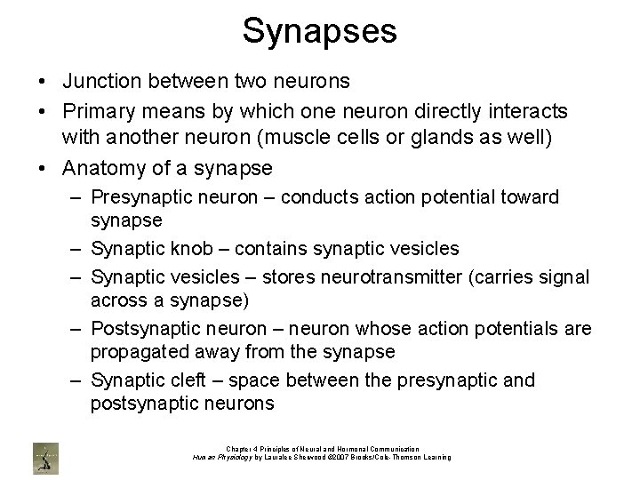 Synapses • Junction between two neurons • Primary means by which one neuron directly