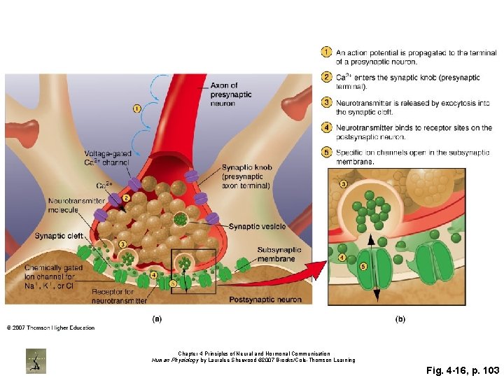 Chapter 4 Principles of Neural and Hormonal Communication Human Physiology by Lauralee Sherwood ©