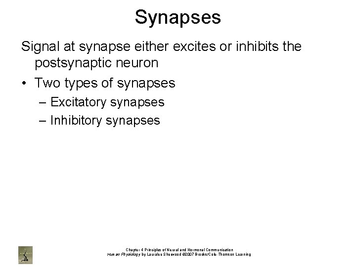 Synapses Signal at synapse either excites or inhibits the postsynaptic neuron • Two types