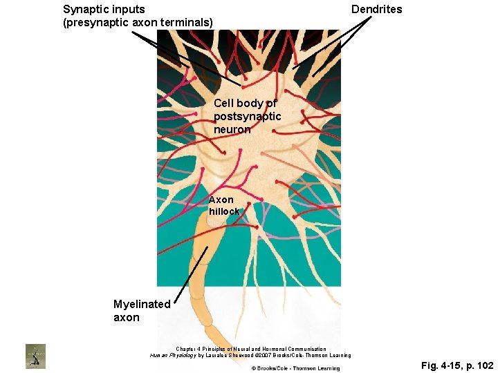 Synaptic inputs (presynaptic axon terminals) Dendrites Cell body of postsynaptic neuron Axon hillock Myelinated